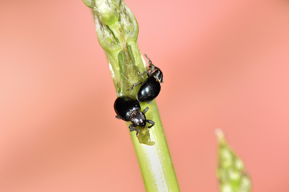 Curculionidae: Smicronyx cyaneus, su asparago